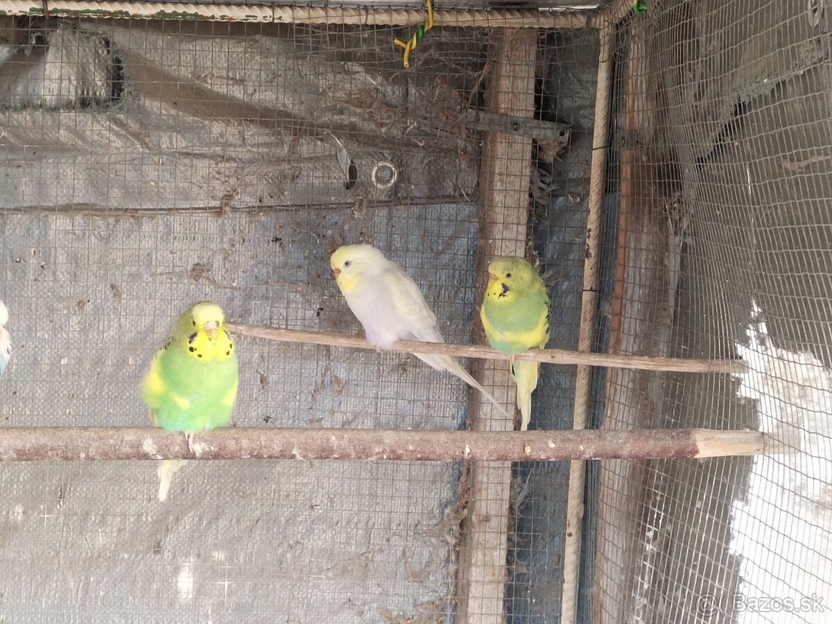Predám vtáctvo - 3