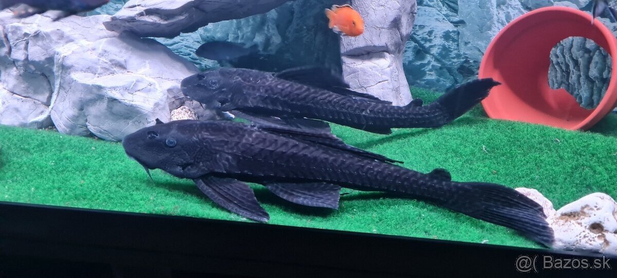 Pterygoplichthys Gibbiceps L165 - 3