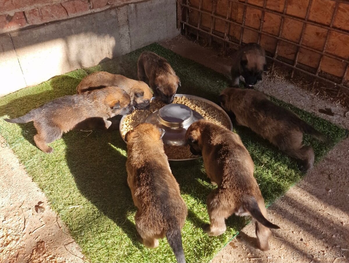 Belgický ovčiak - Malinois - 3