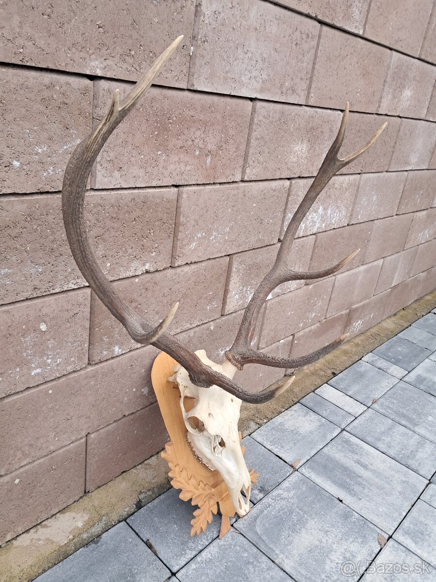 Jeleň, trofej, trofeje, parozie - 3
