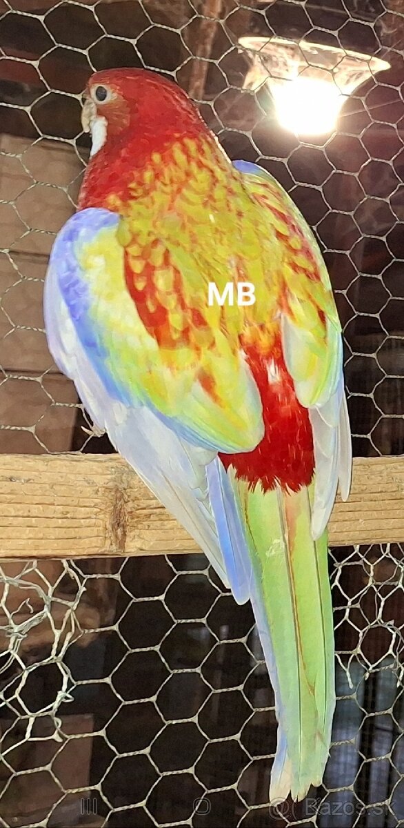 Rozely pastel opalin - 3