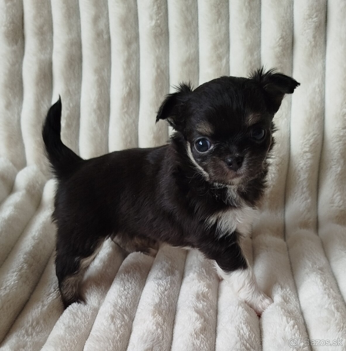 Čivava mini sučka dlhosrsta - 3