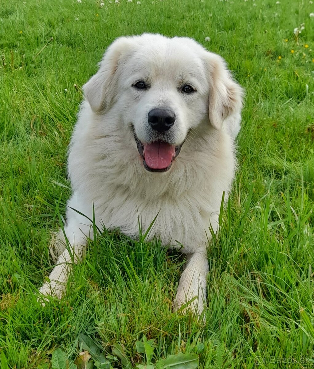 Slovenský čuvač - 3