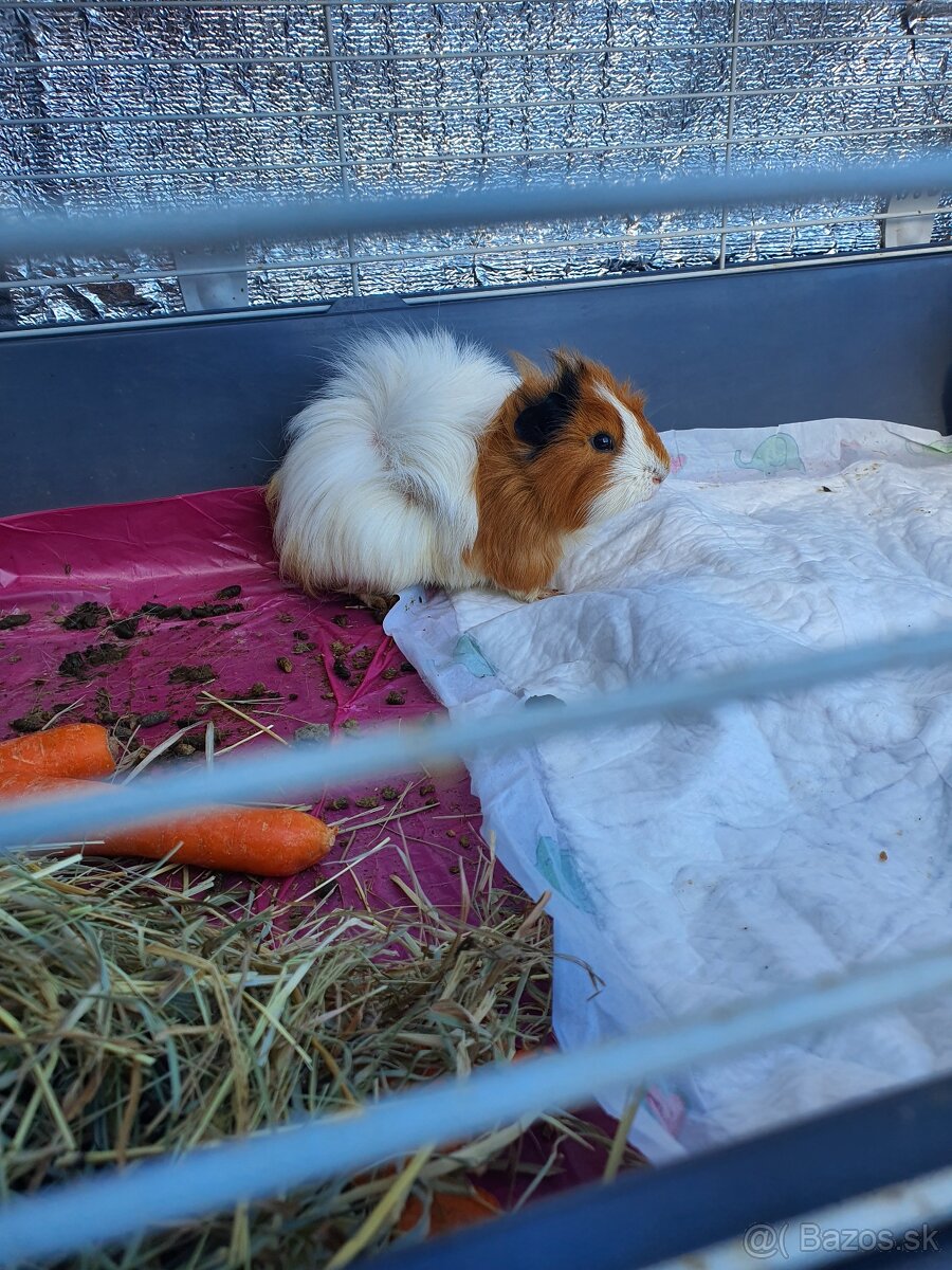 Morské prasiatko - 3