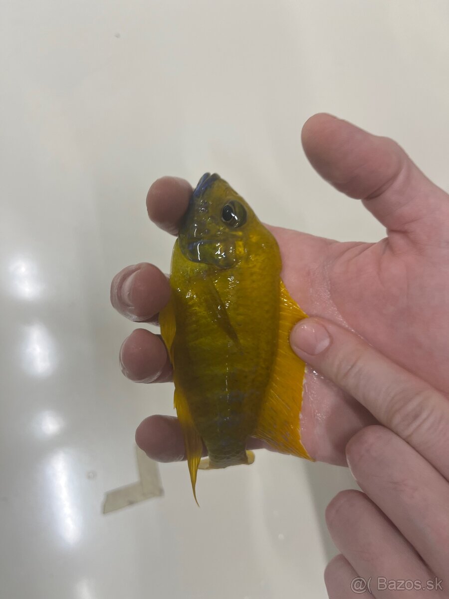 Africké cichlidy, rôzne druhy - 3