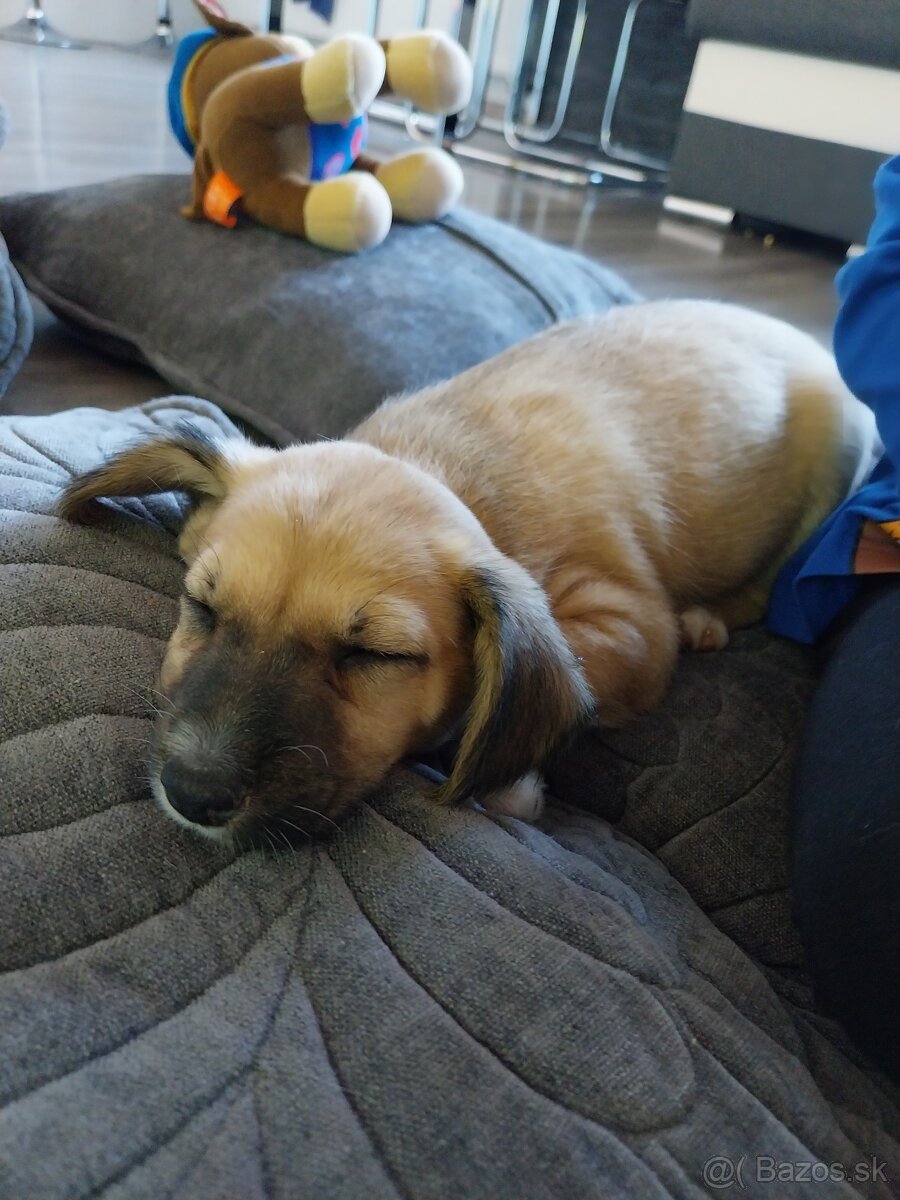 Darujem šteniatko - 3