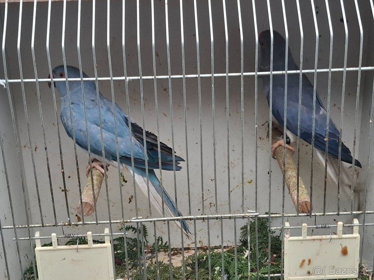 Alexander maly hch - 3