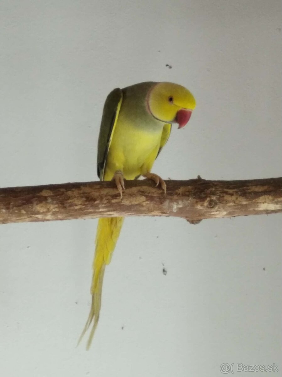 Alexander malý hlava chvost - 3