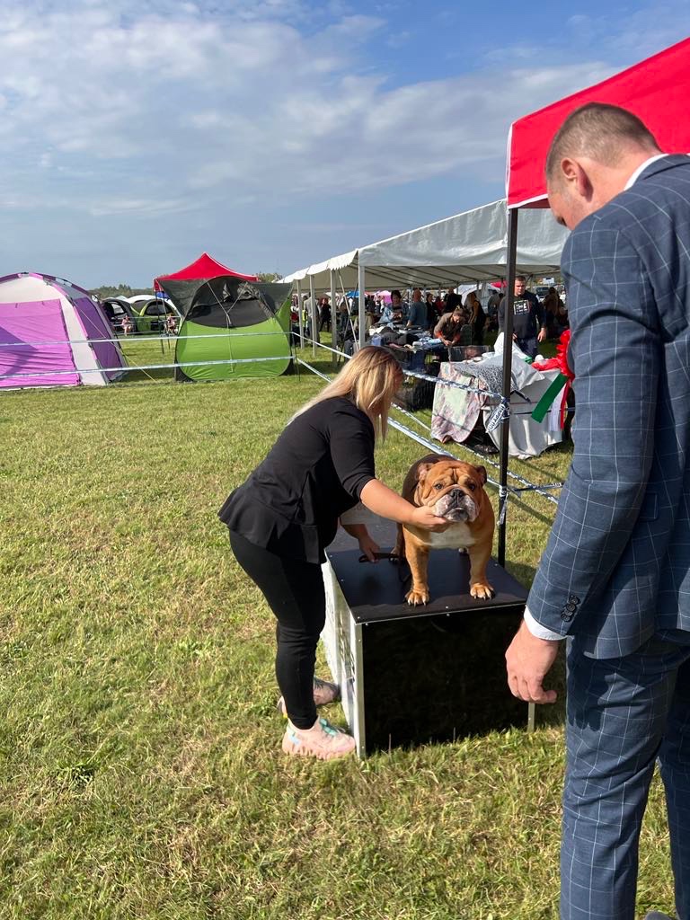 Anglicky Bulldog s PP na KRYTIE, buldog, Buldok , - 3