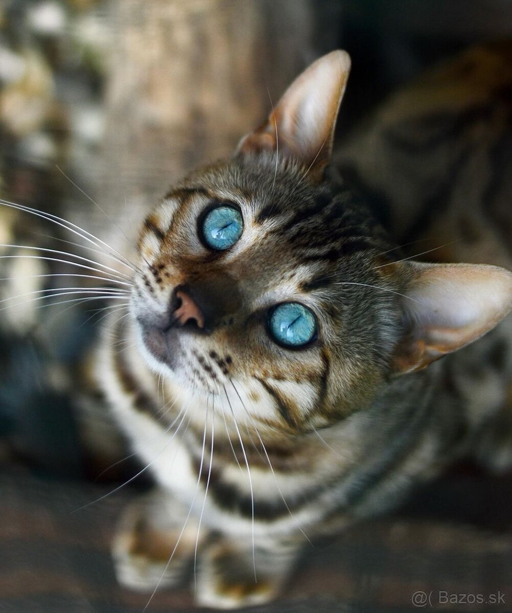 Bengálsky kocúr s PP ke krytie - 3