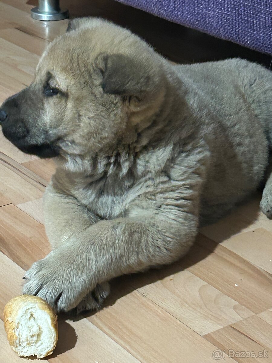 Šteniatko kangal x vlčiak - 3