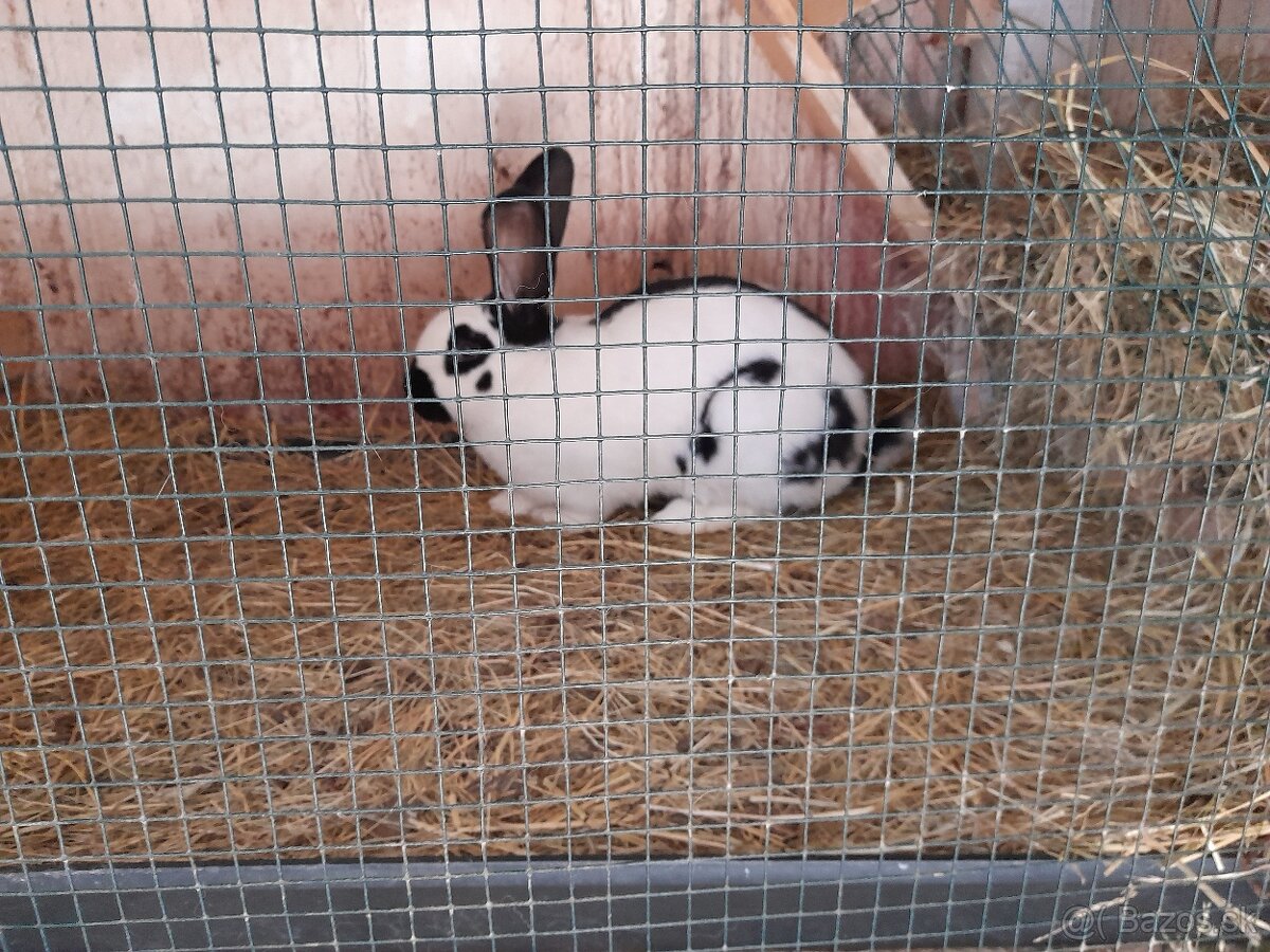 Nemecký obrovitý strakáč čierny - 3