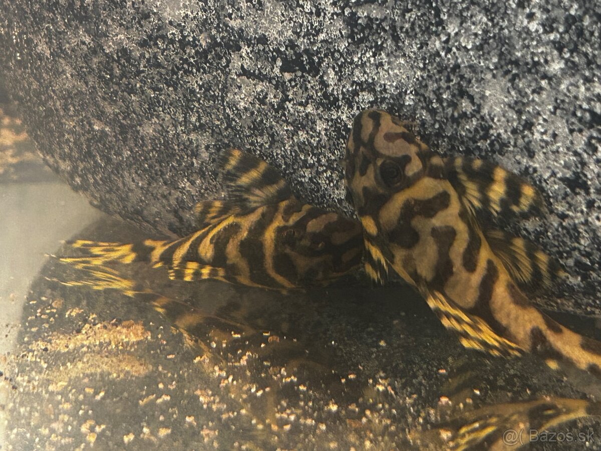 L236 Super yelow - 7cm - 3