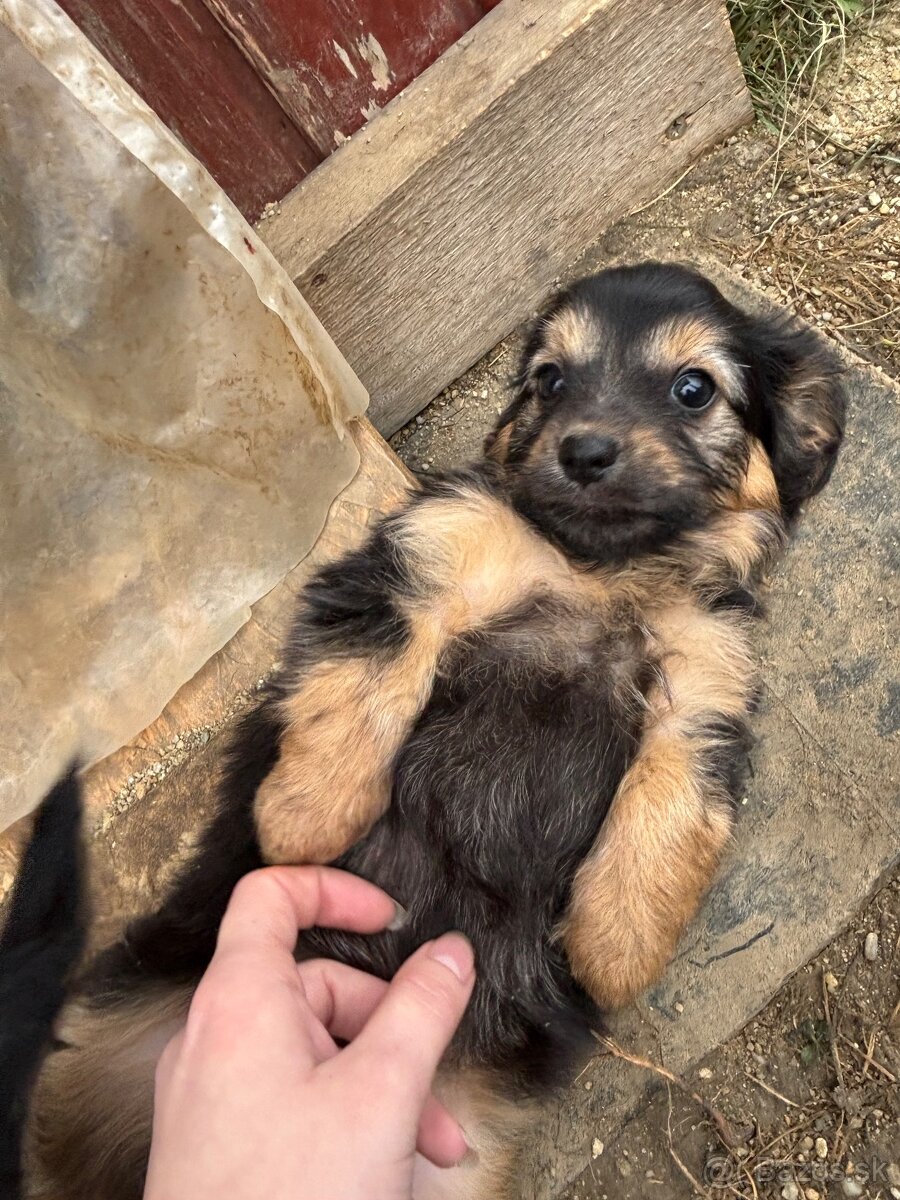 Jazvečík, yorkshire, šteniatka - 3