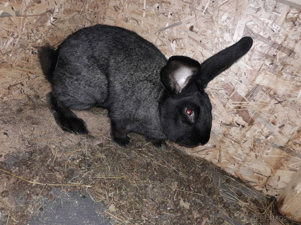 Predám králiky. - 3