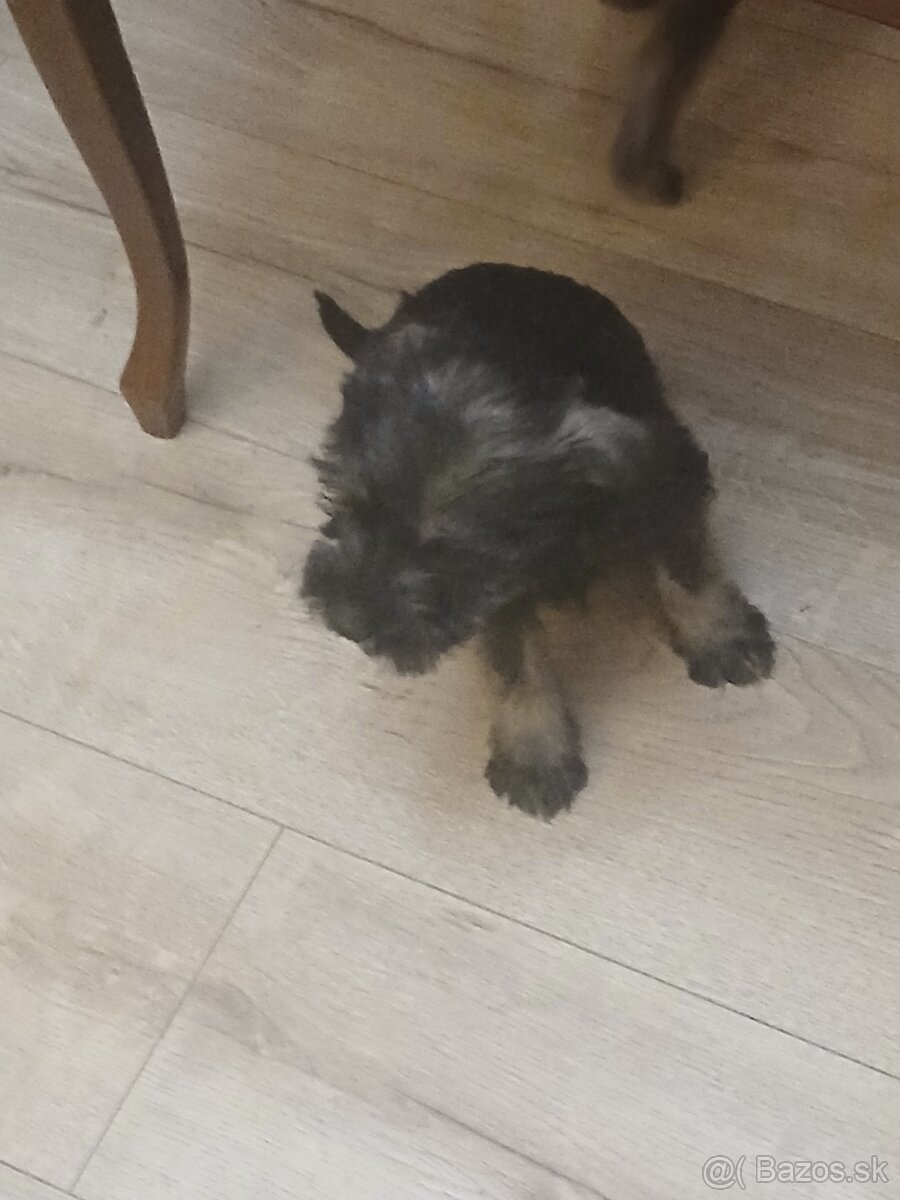 Bradáč stredný - 3