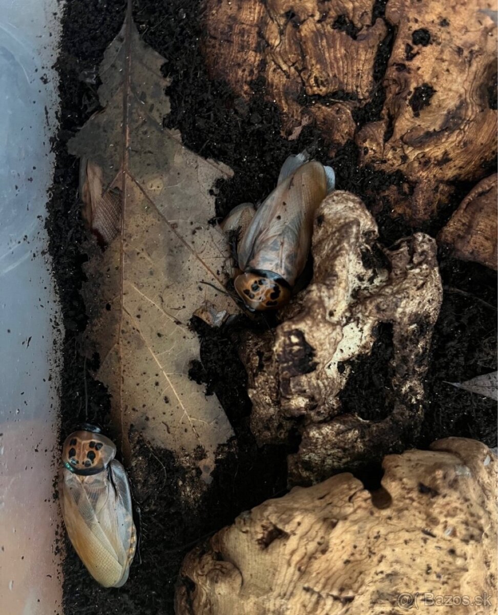 Šváby vhodné na chov - 3