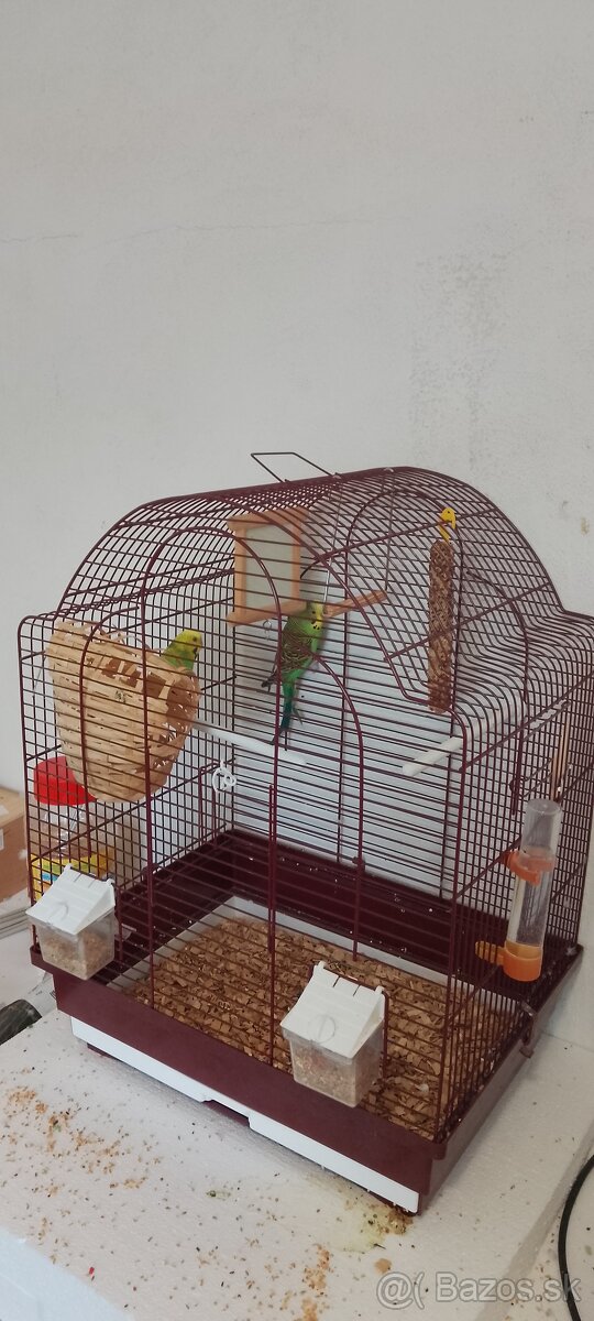 predám zelené andulky pár - 3