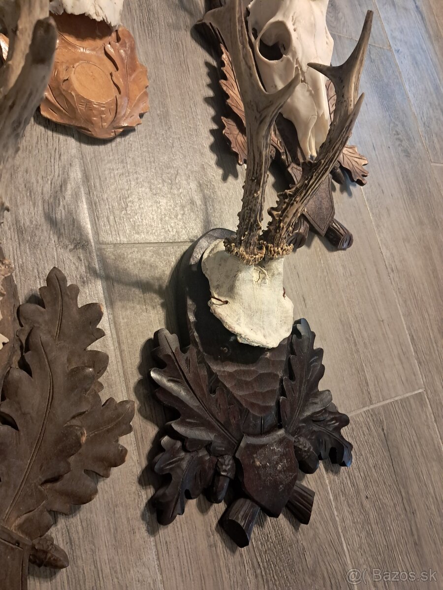 Srnce, trofej, trofeje, - 3