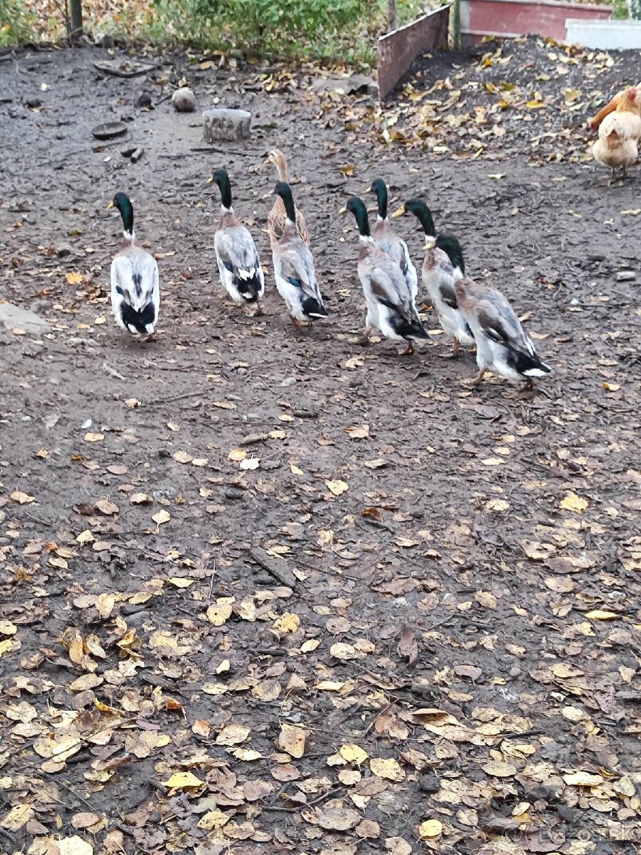 Indické bežce len káčery - 3