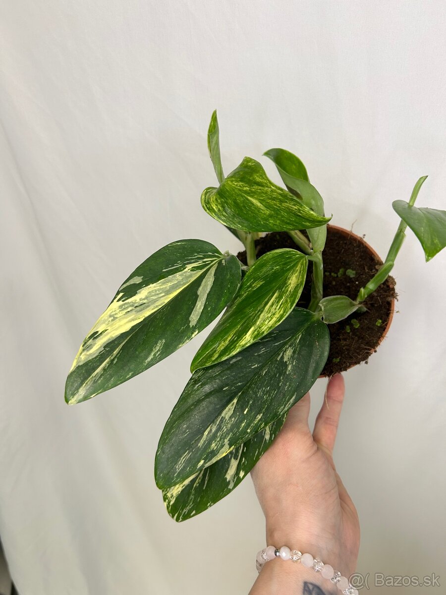 Monstera standleyana variegata - 3