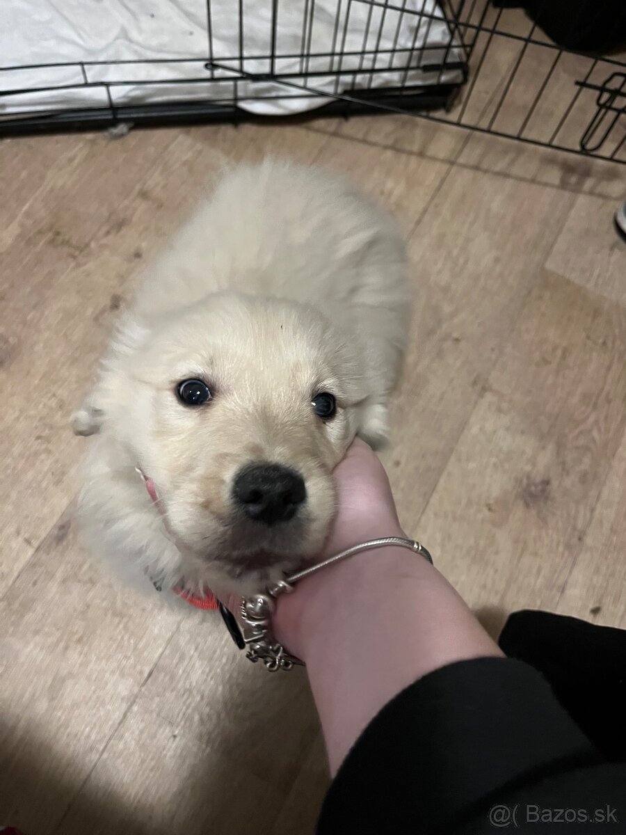 Zlatý Retriever - 3