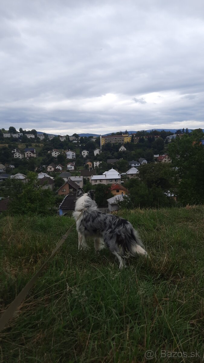 Border kolia-blue merle - 3