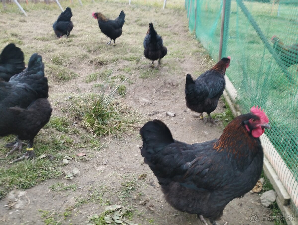 nasadove vajíčka, vajcia - 3