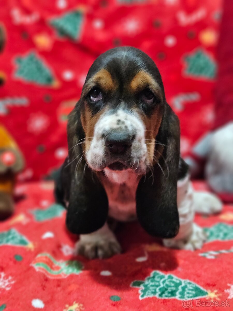 Basset hound , basset , baset - 3