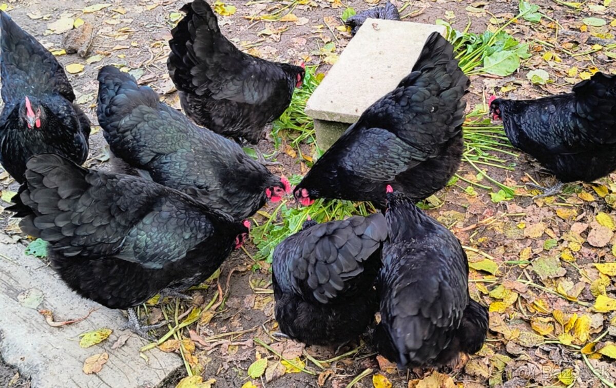 Australorpka čierna - 3