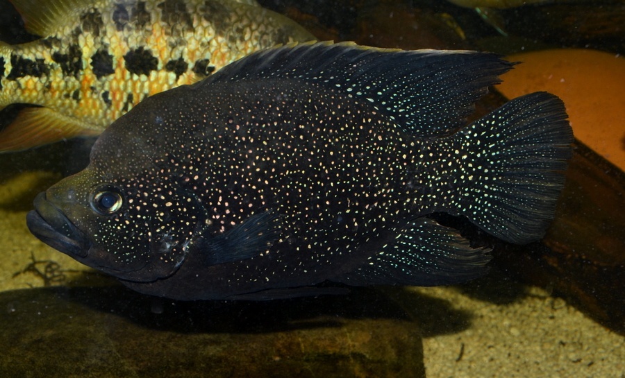 Americké cichlidy - 3