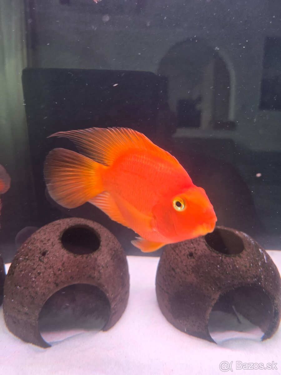 Parrot red - 3