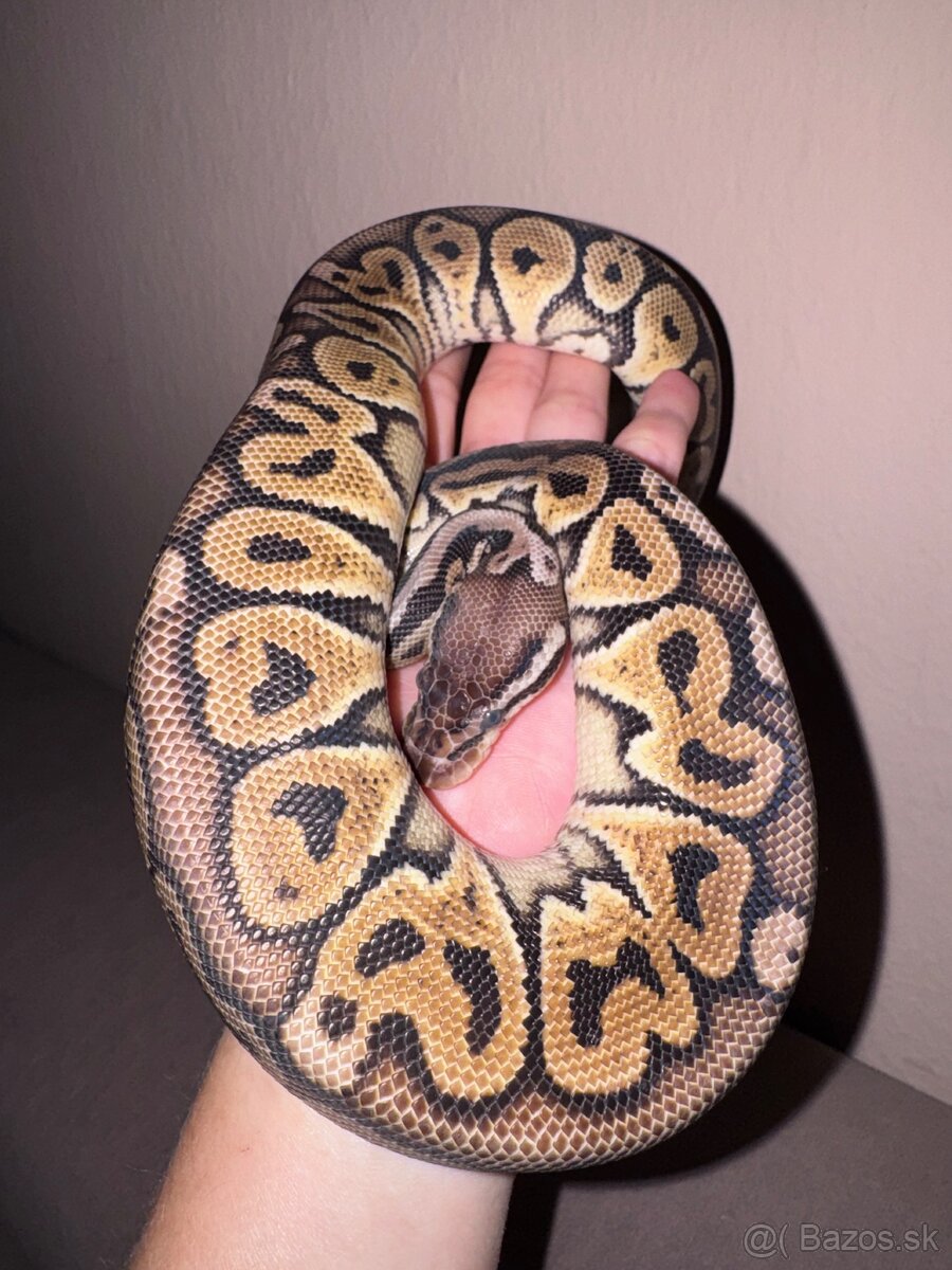 Python regius - 3