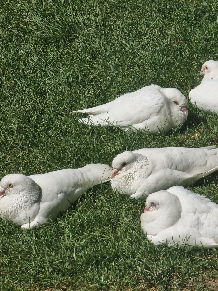 BIELE POŠTOVÉ HOLUBY - 3