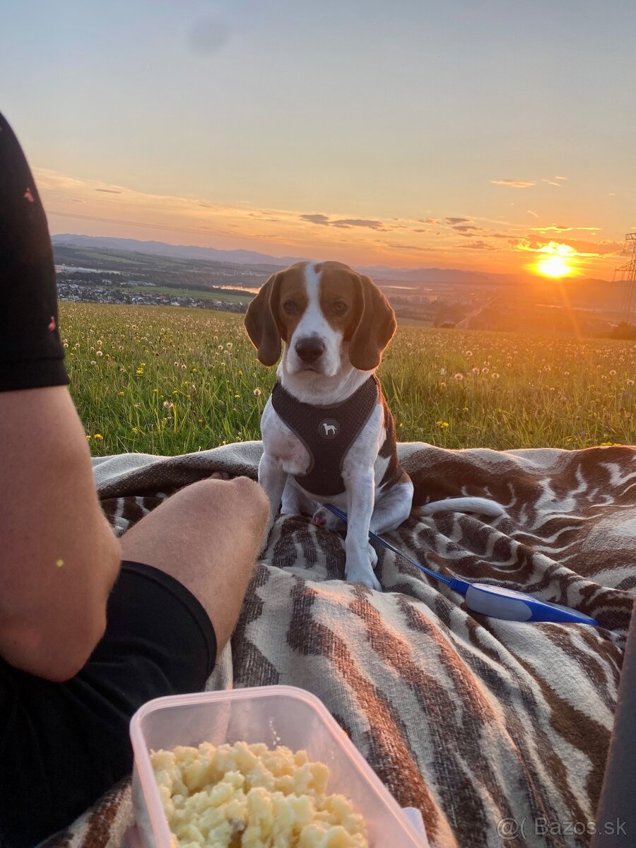 Bígl/ beagle/ na krytie - 3