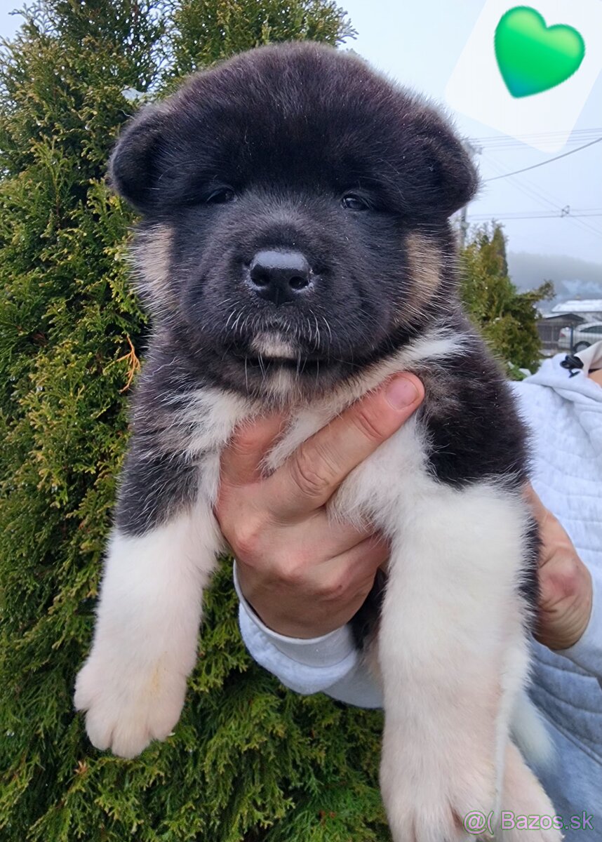 Americká akita s PP - 3