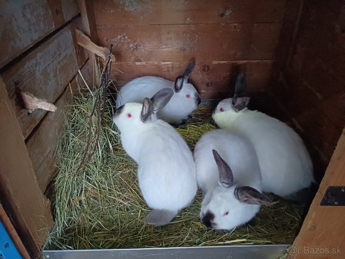 Kalifórnsky králik - 3