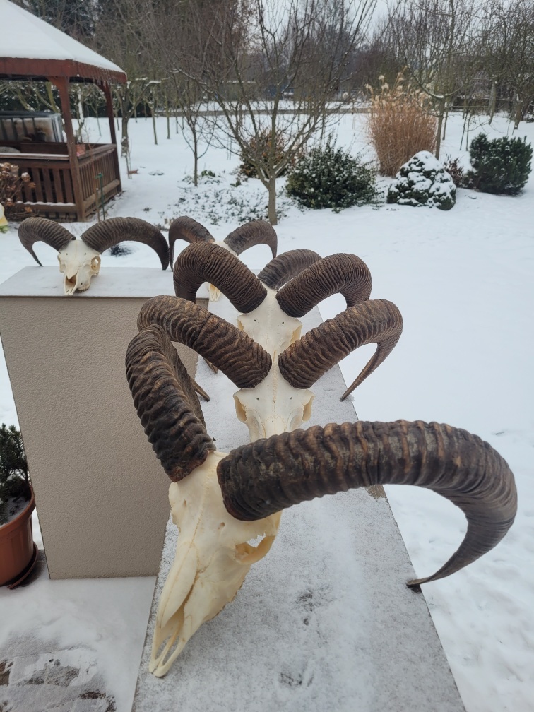 Predám trofeje z muflona - 3