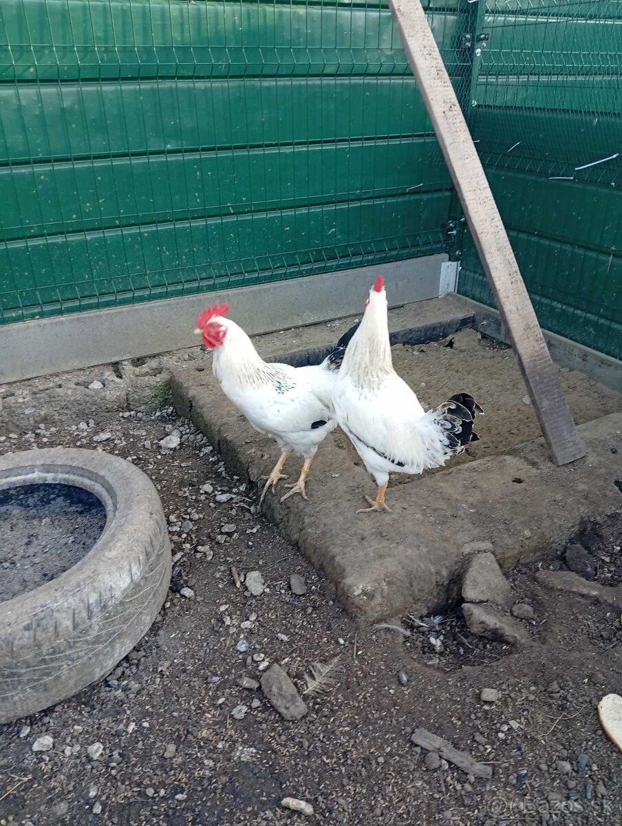 Predám kohúta - 3