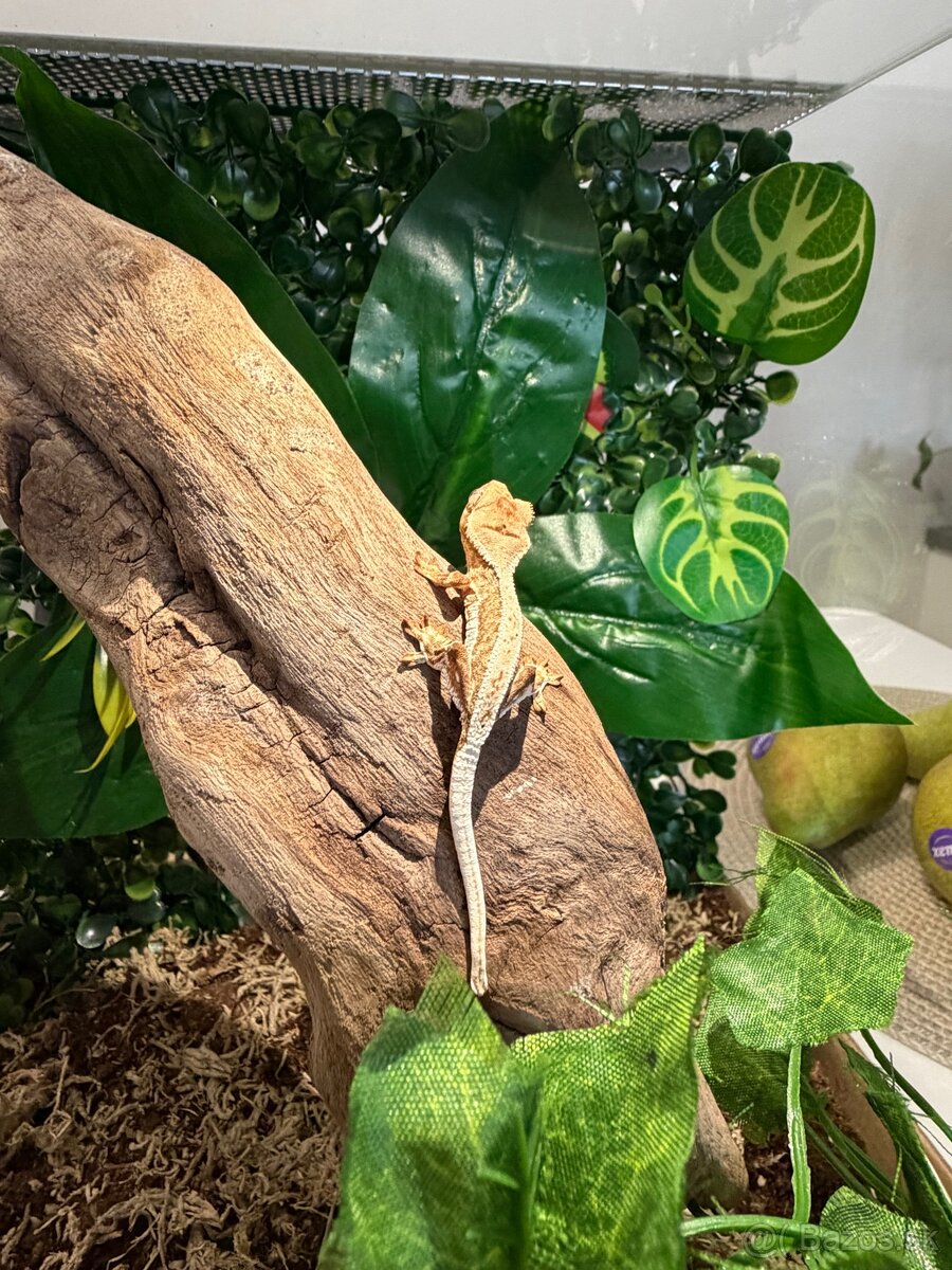 Pagekon riasnatý + Terárium - 3