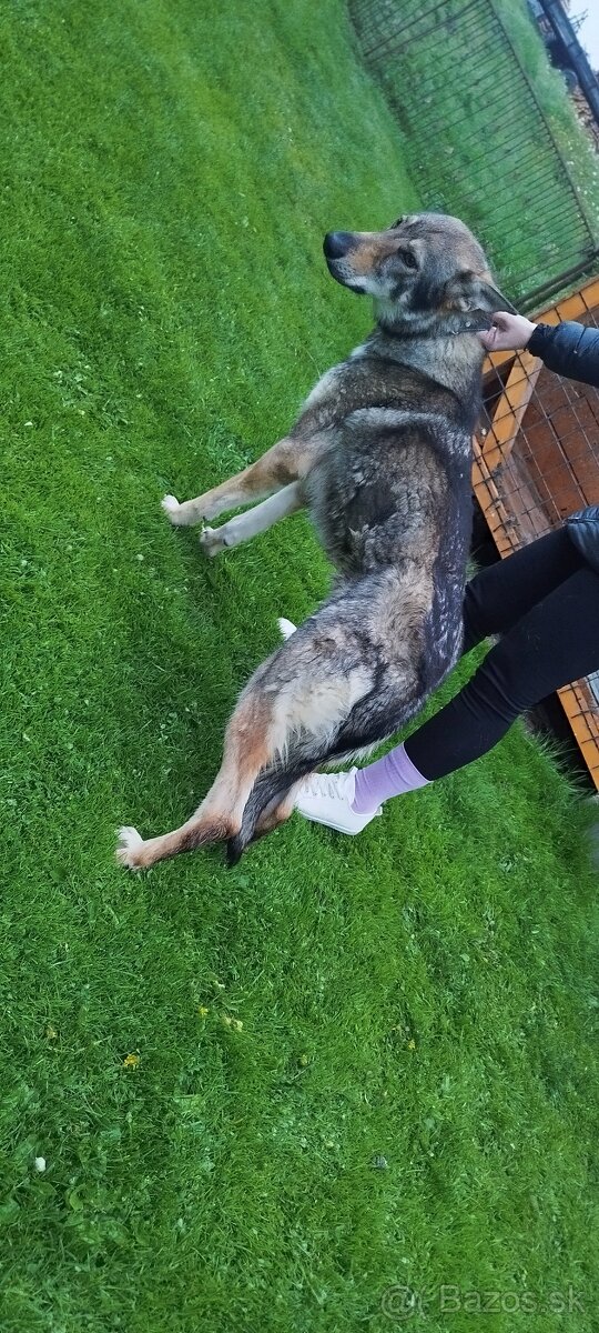 Československý vlčiak - 3