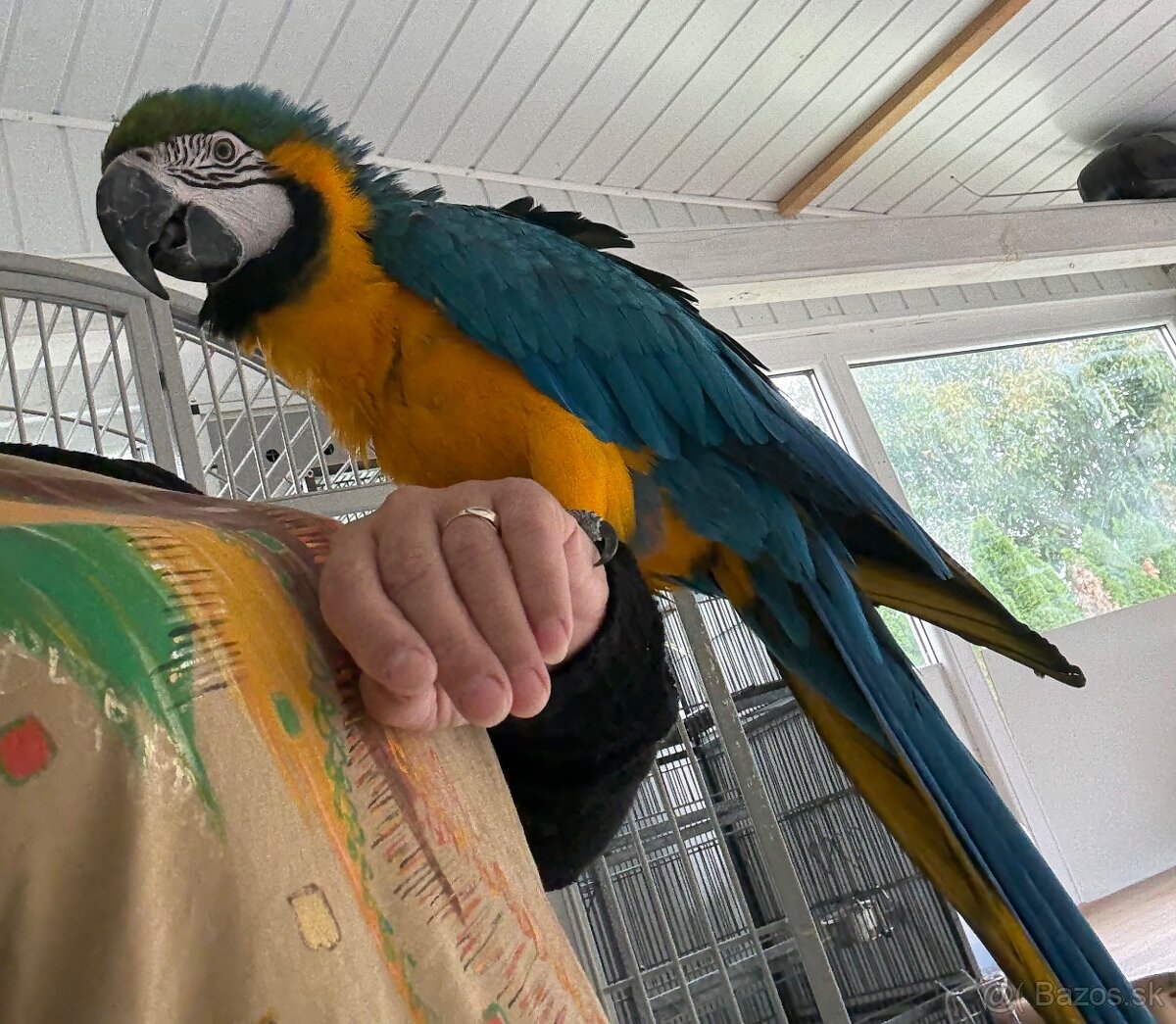 ARA ARARAUNA samec - Teraz zlava : -200,- EUR - 3
