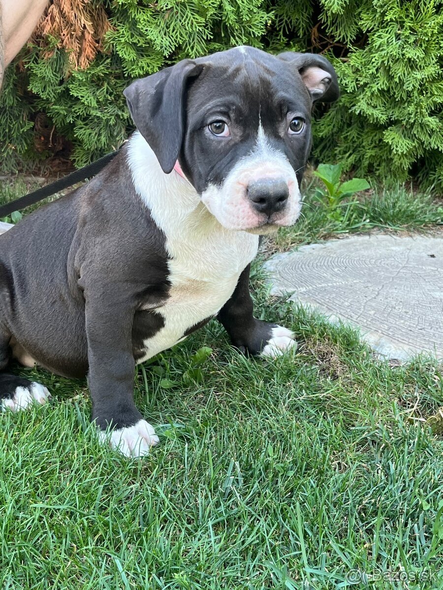 XL american bully puppies🥹 - 3