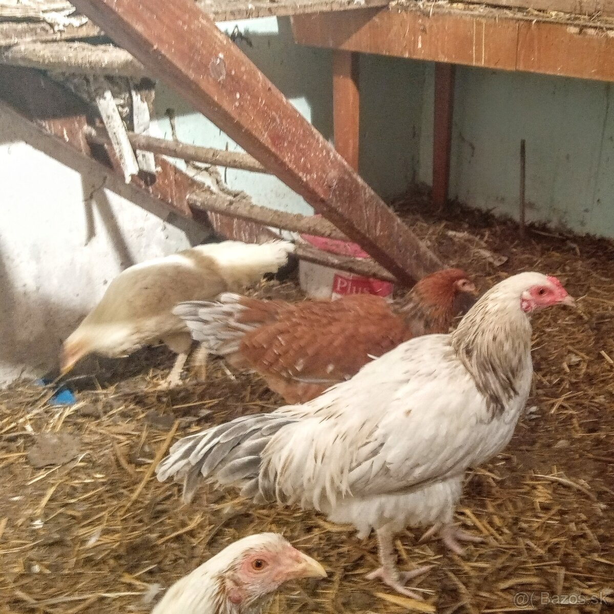 Predám kohútka MIX - 3