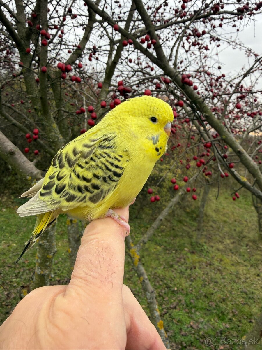 Andulka TCB mlada Maznačik - 3
