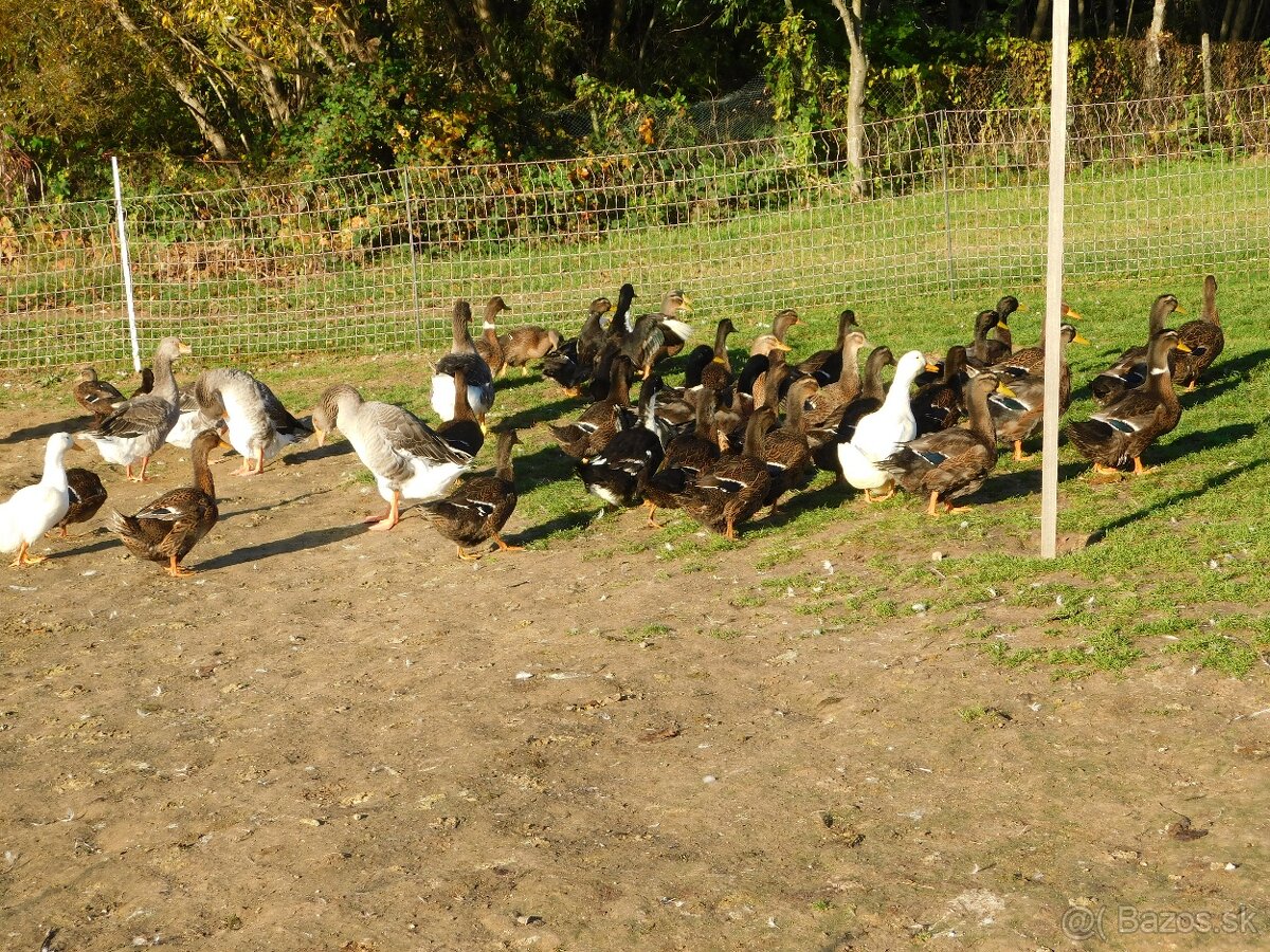 Predám ruanské kačky - 3