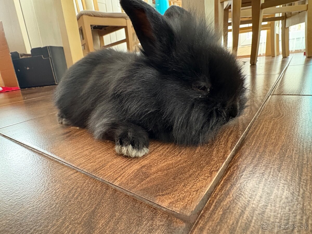 Zakrslé zajačiky - 3