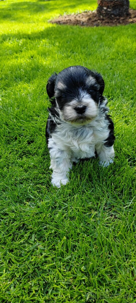 BIEWER YORKSHIRE - 3