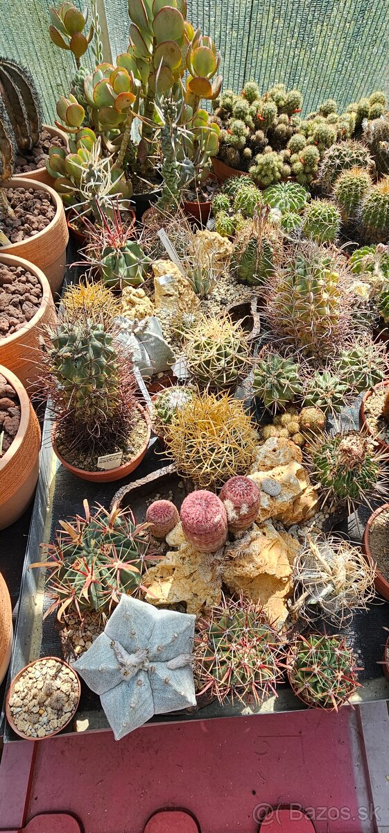 Kaktusy - 3