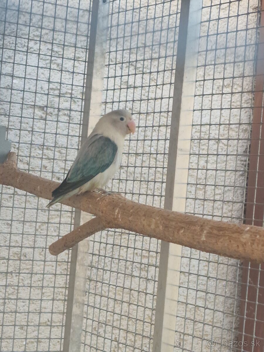 Agapornis fisher - 3